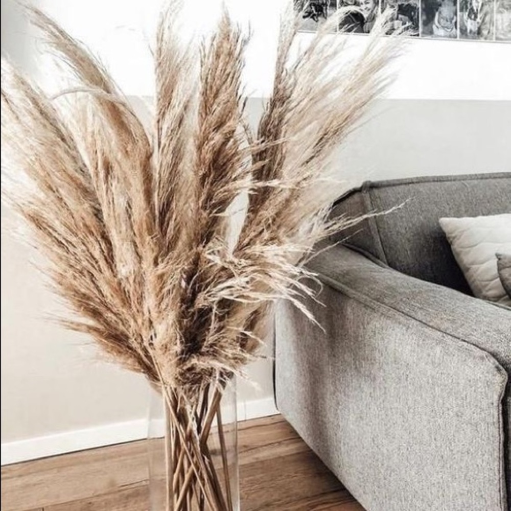 Pampas grass